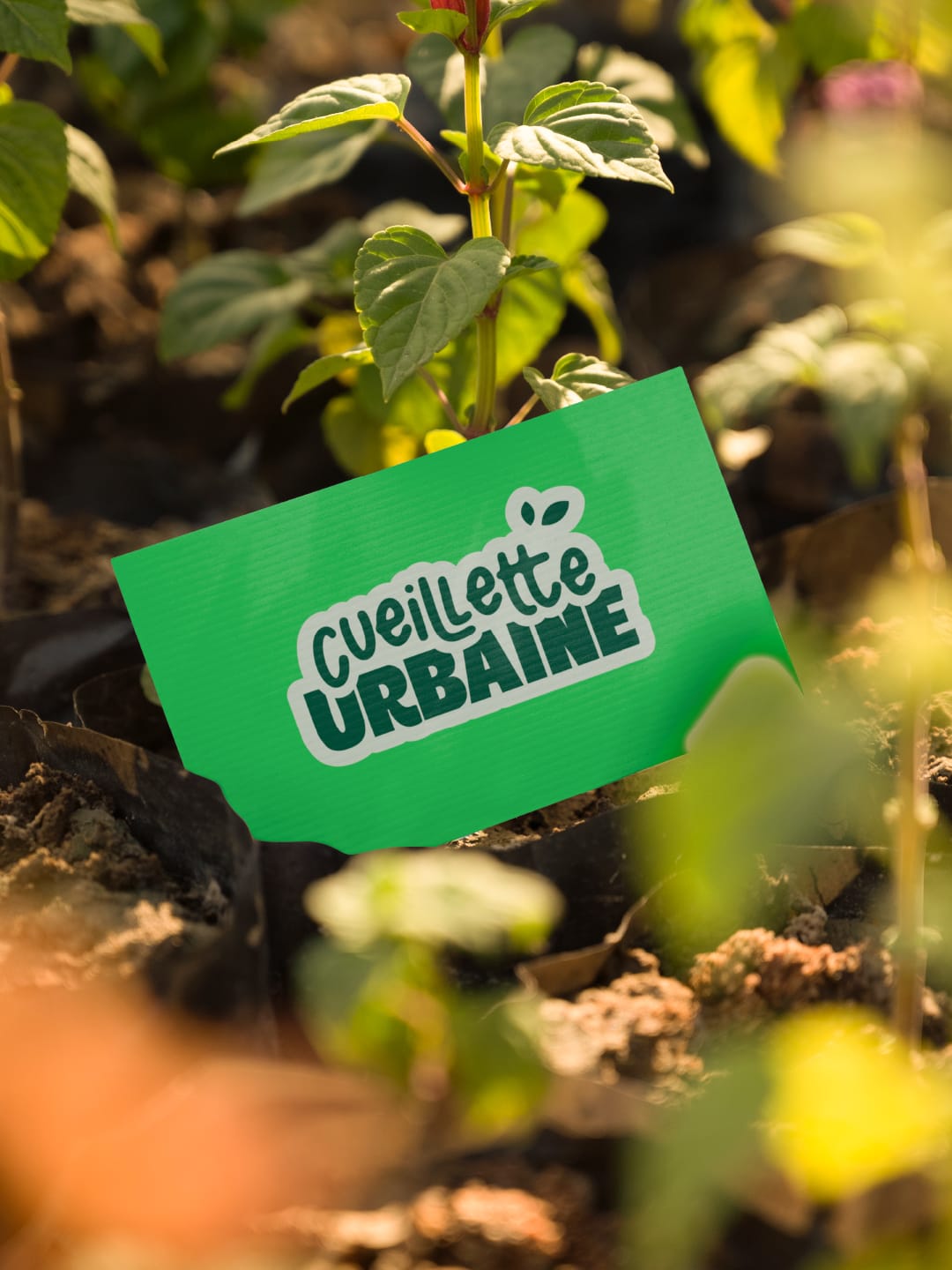#29-cueilletteurbaine-01